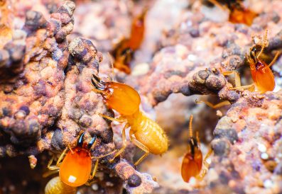 article image - Termites